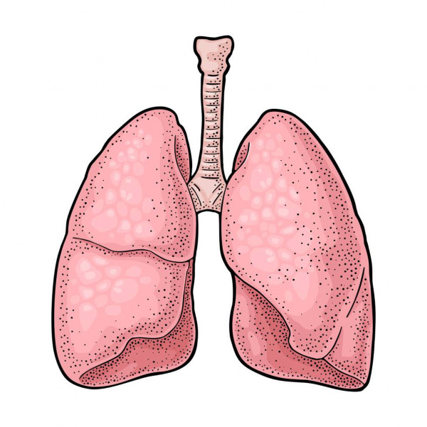 Lungs Drawing Art