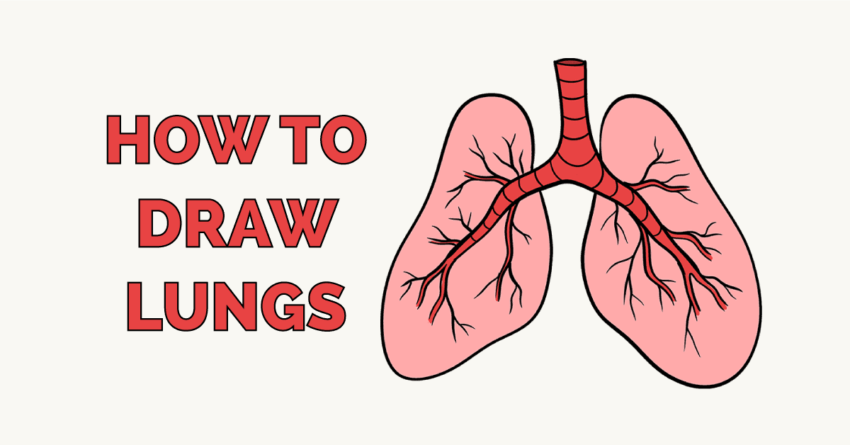 Lungs Drawing Picture