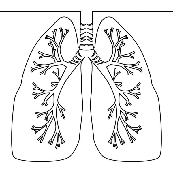 Lungs Drawing Realistic