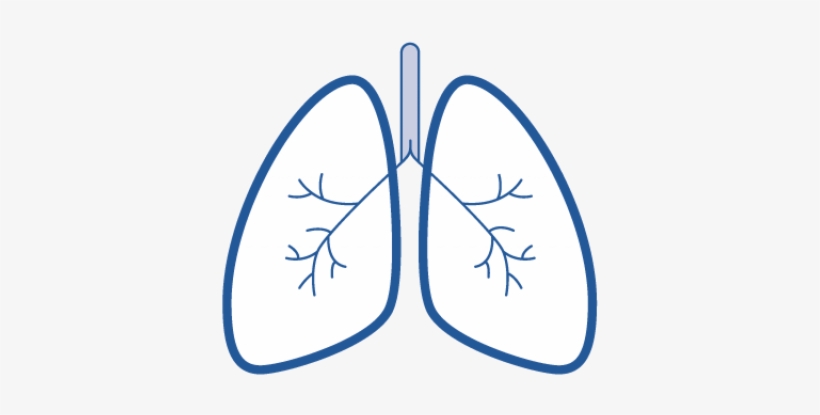 human lungs, doodle style, sketch illustration, hand drawn, vector::  tasmeemME.com
