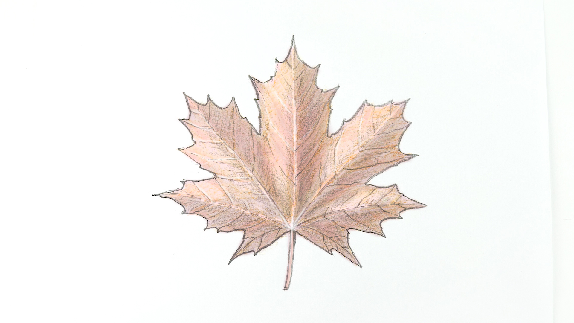 Maple Drawing High-Quality