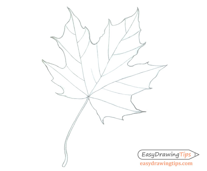Maple Drawing Image