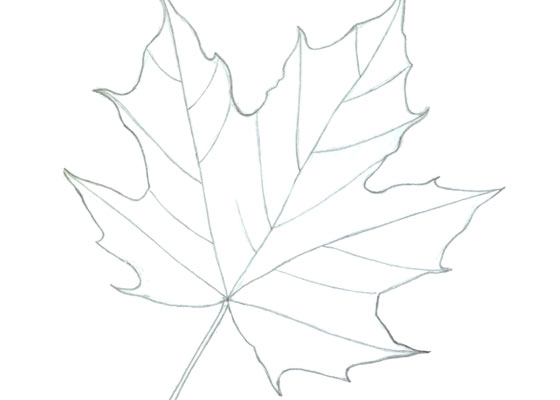 Maple Drawing Pics