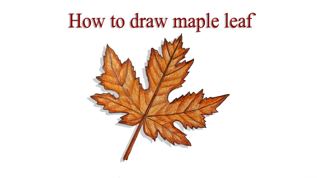 Maple Drawing Picture