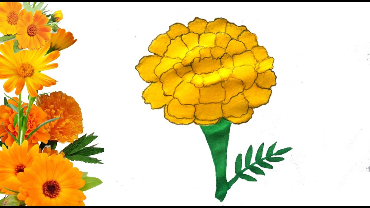 Marigold Drawing Beautiful Image