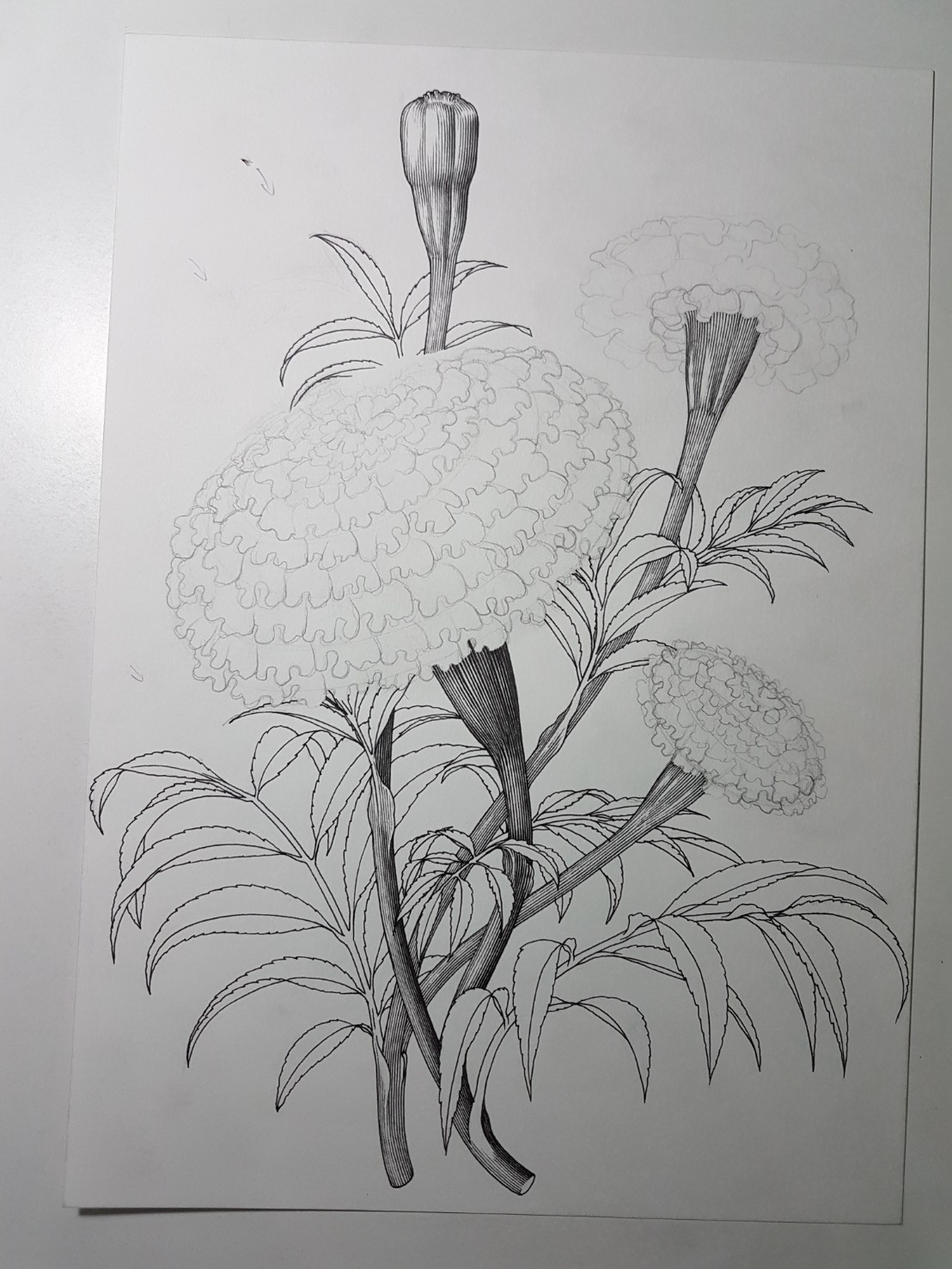 Marigold Drawing Image