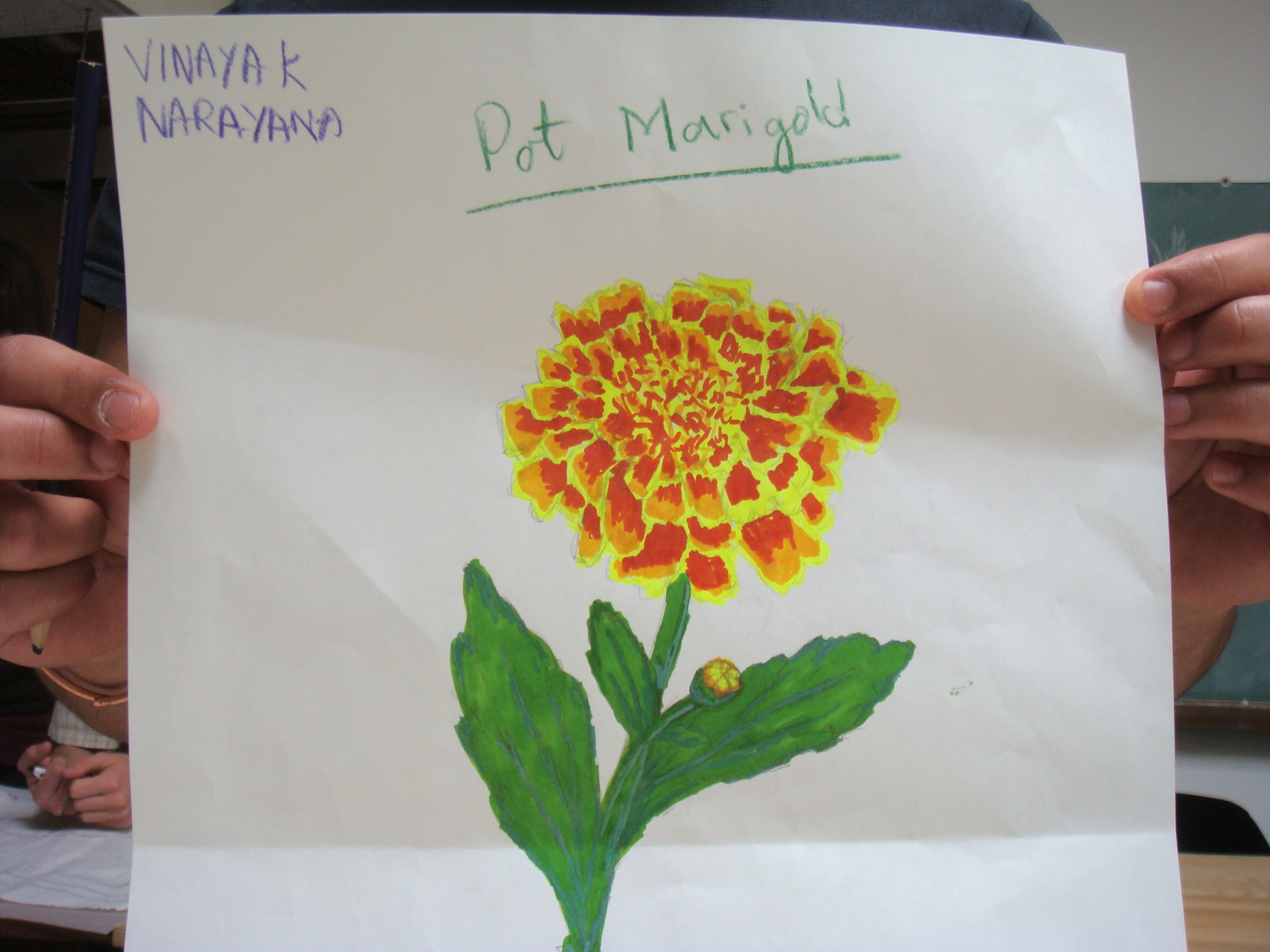 Marigold Drawing Picture