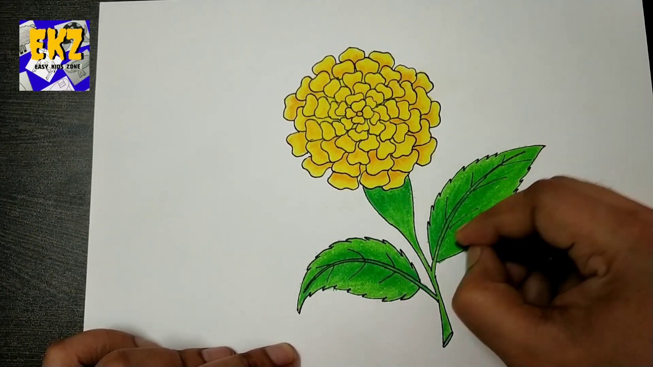 Marigold Drawing Realistic