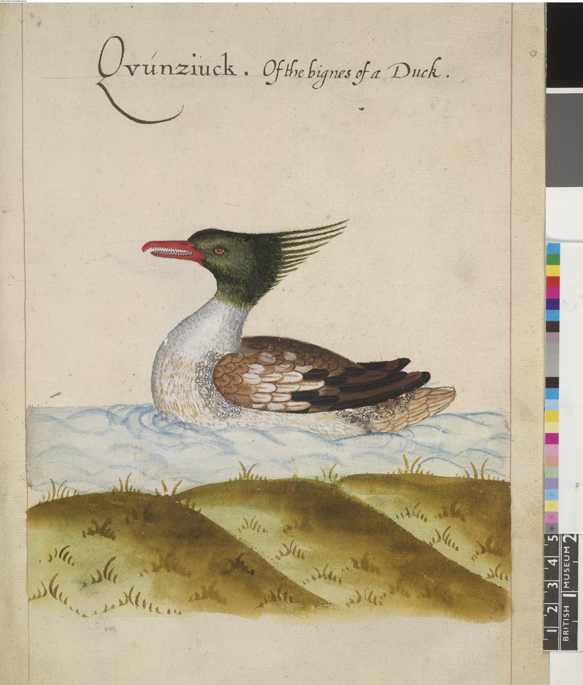 Merganser Drawing Art