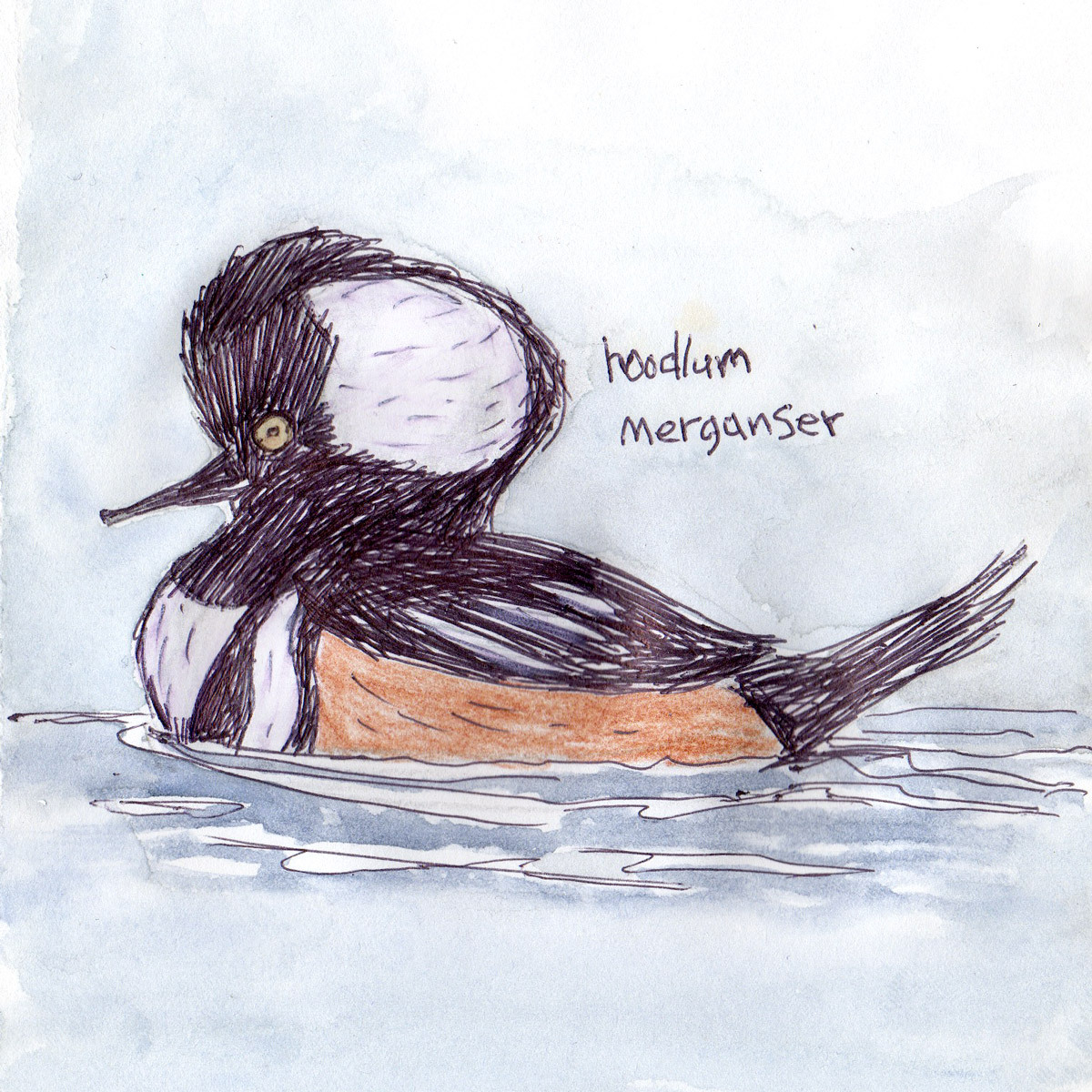 Merganser Drawing Beautiful Art