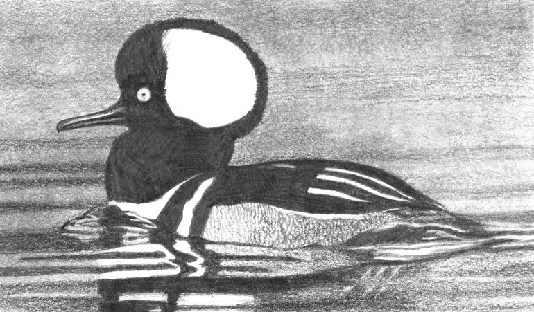 Merganser Drawing Pic