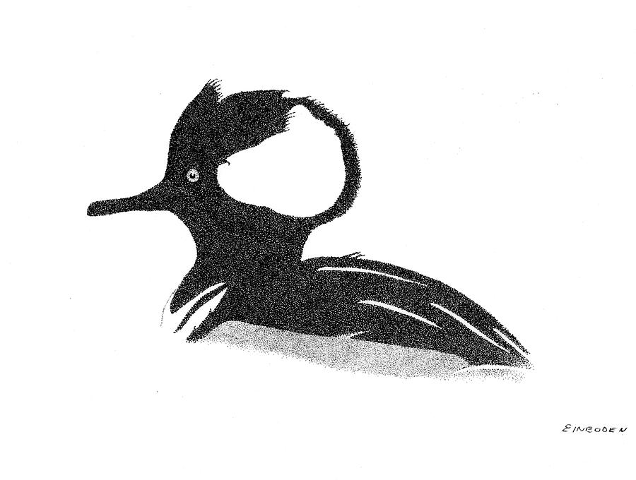 Merganser Drawing Pictures
