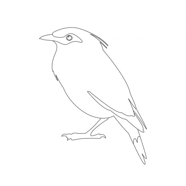 Mynah Drawing Beautiful Image