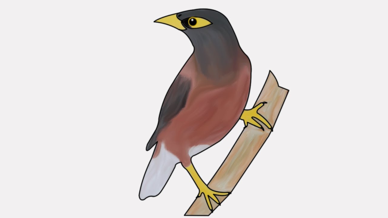 Mynah Drawing Image