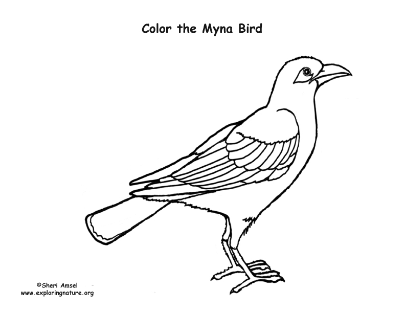 Mynah Drawing Pic