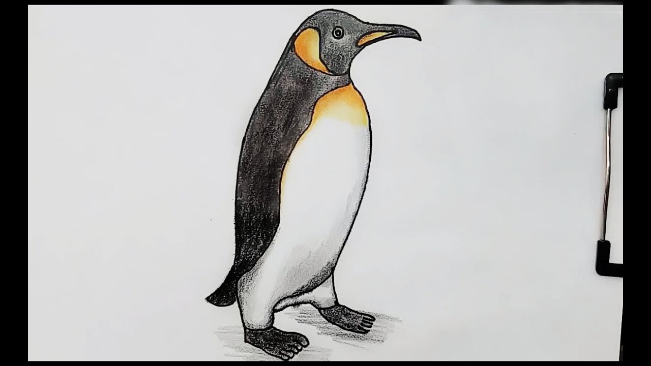 Penguin Drawing Amazing