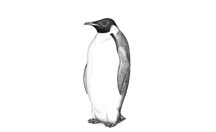 Penguin Drawing Best