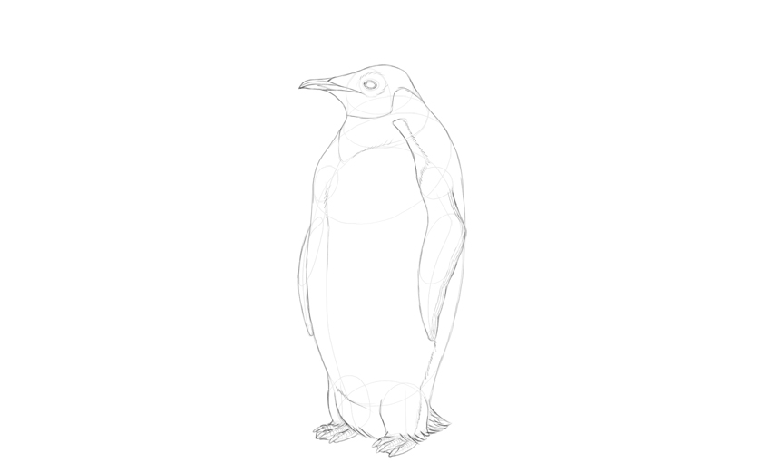 Penguin Drawing High-Quality