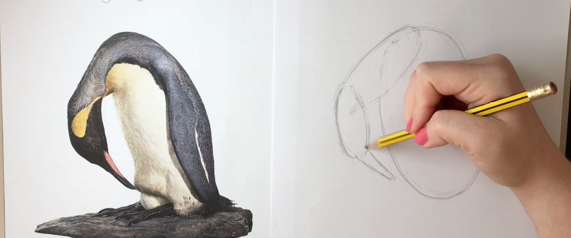 Penguin Drawing
