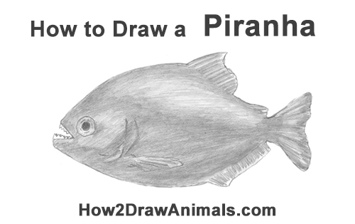 Piranha Drawing Best