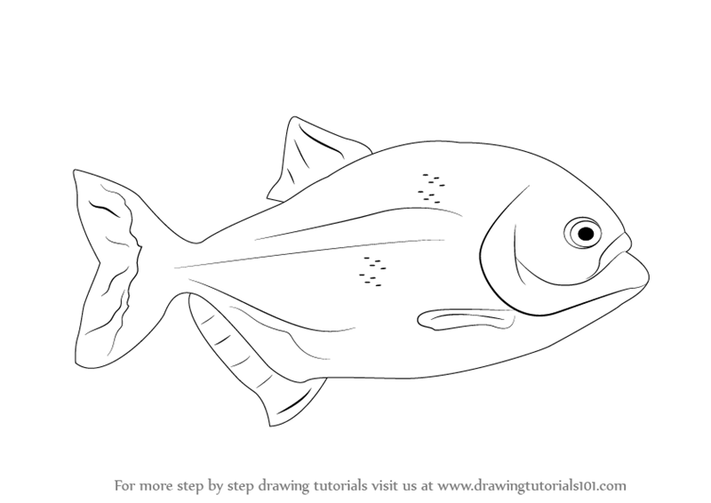 Piranha Drawing Image