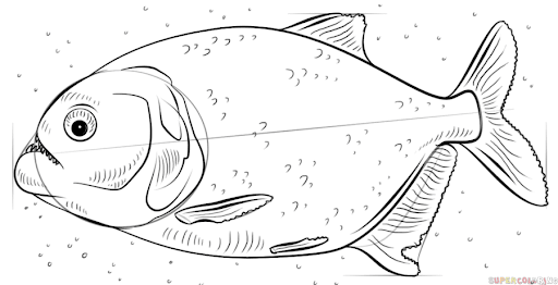Piranha Drawing Pic