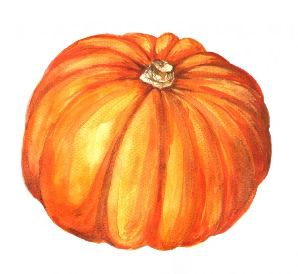 Pumpkin Drawing Picture