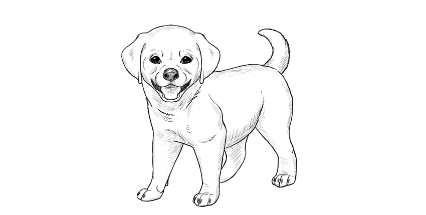 Puppy Drawing Picture