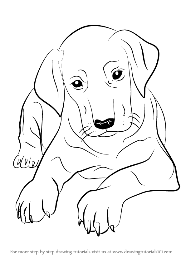 Puppy Drawing