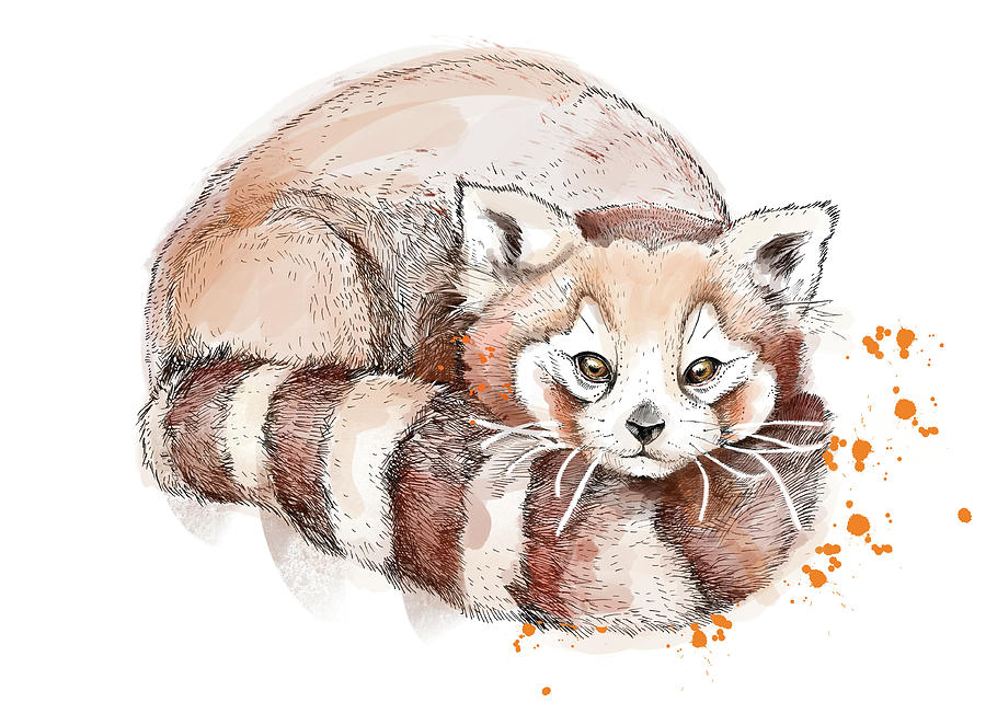 Red Panda Art Drawing