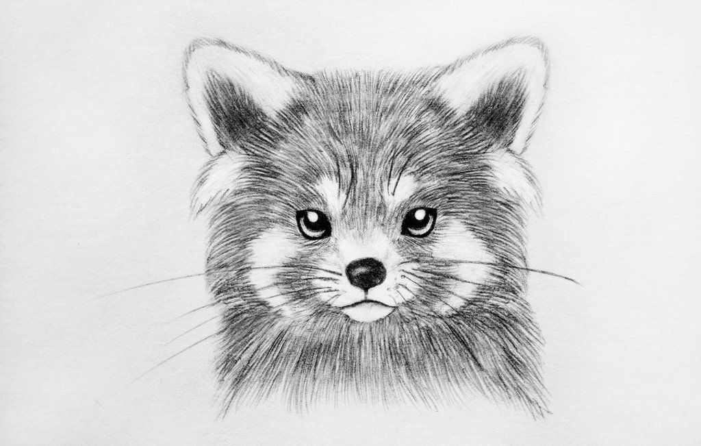 Red Panda Drawing Beautiful Art