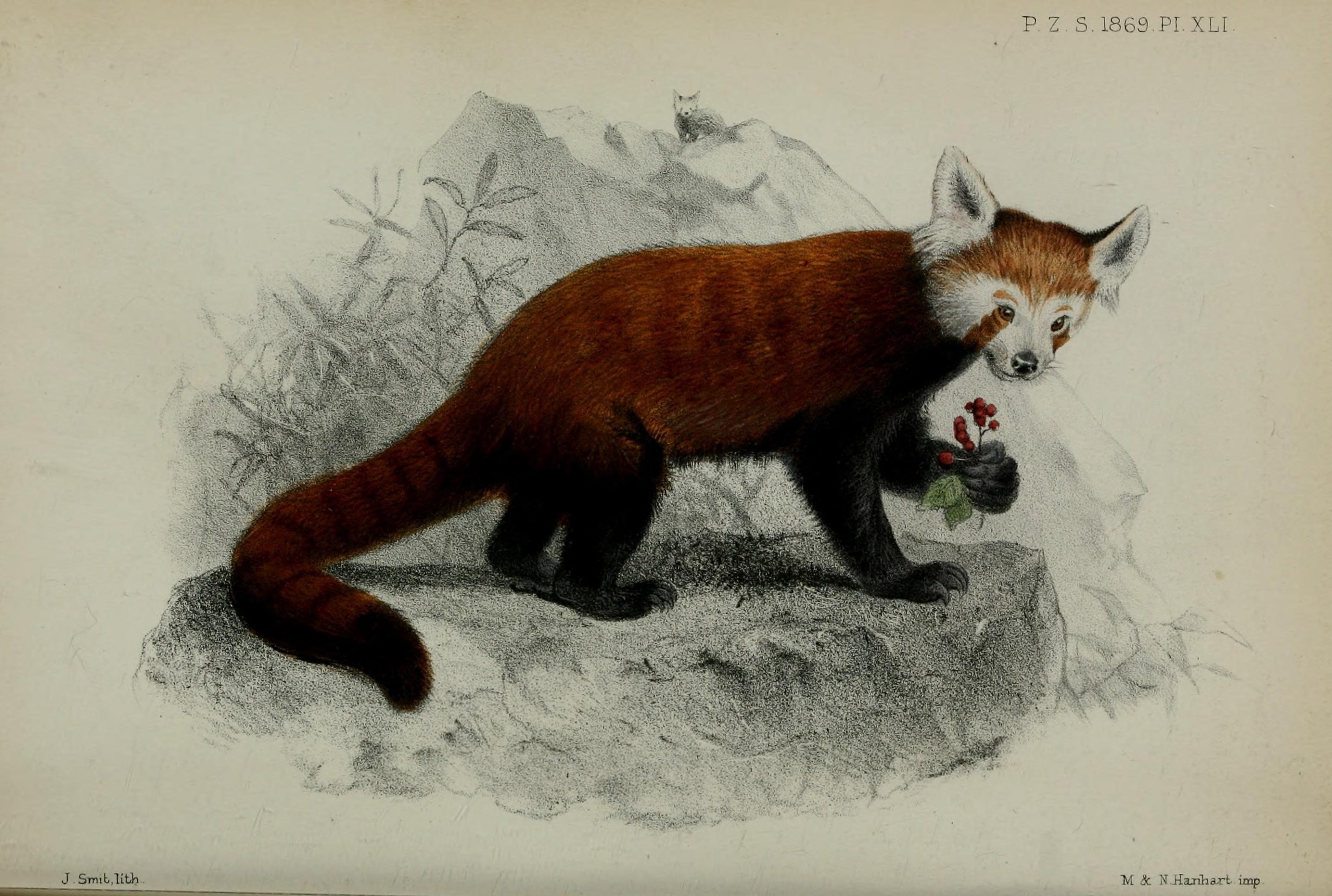 Red Panda Drawing Best
