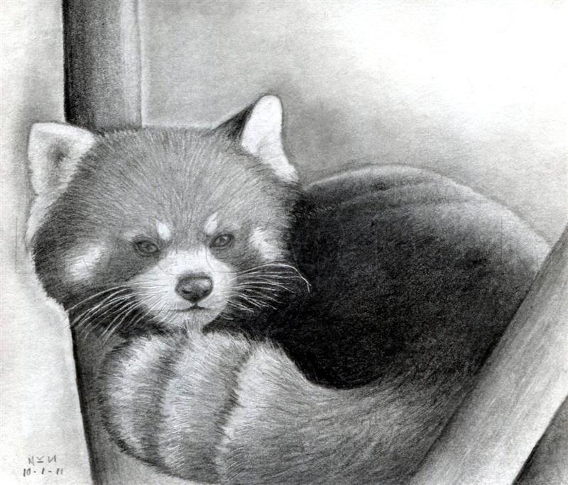 Red Panda Drawing Creative Art