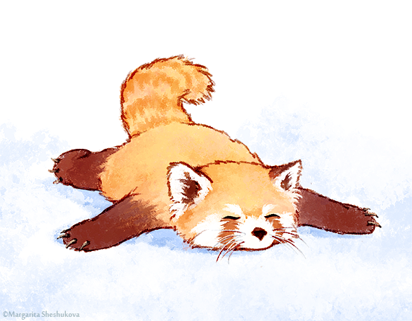 Red Panda Drawing High-Quality - Drawing