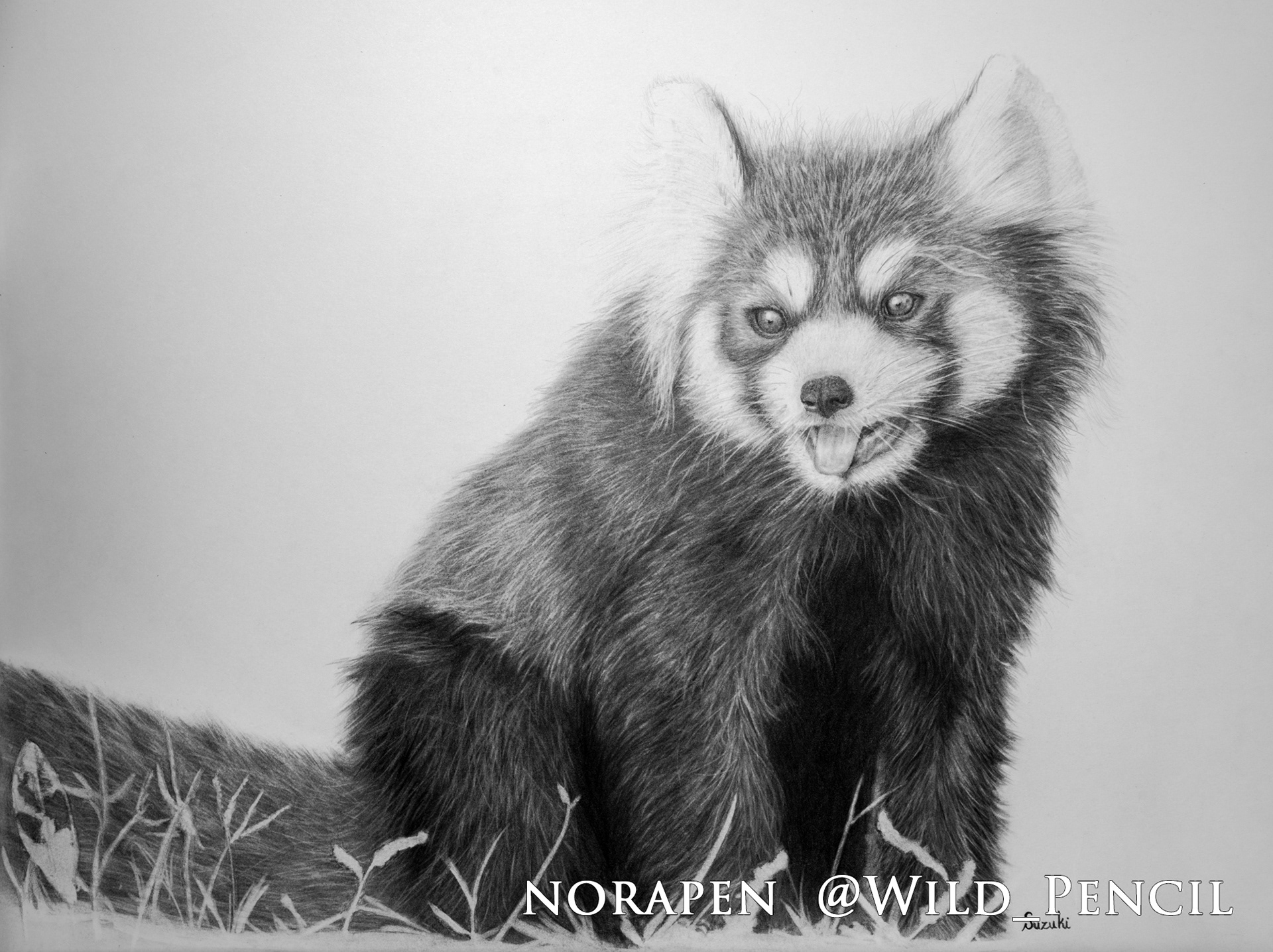 Red Panda Drawing Picture