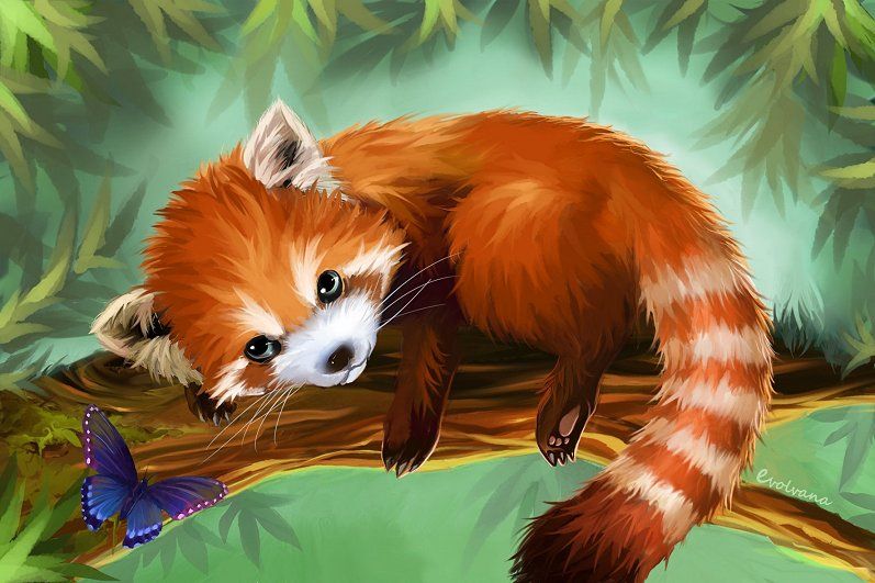 Red Panda Drawing Pictures
