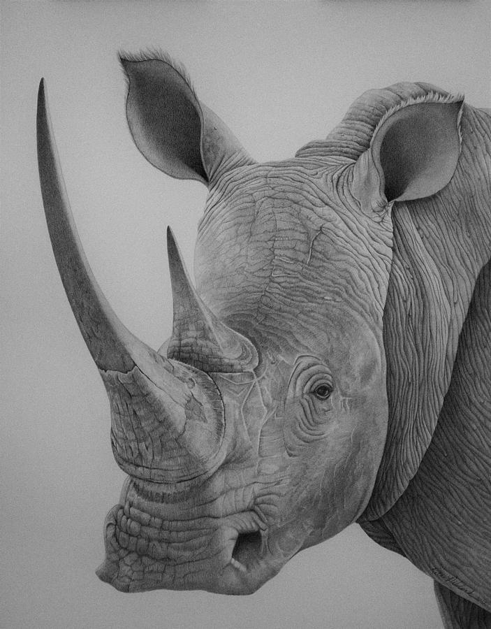 Rhinoceros Art Drawing