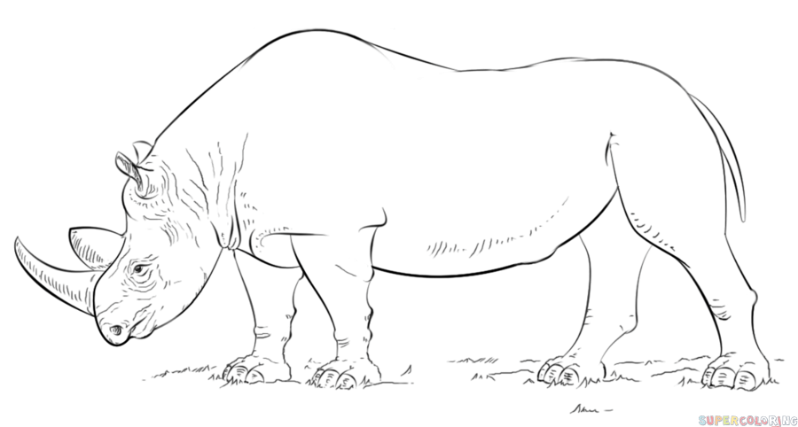 Rhinoceros Drawing Amazing