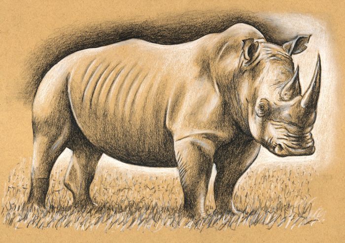 Rhinoceros Drawing Art
