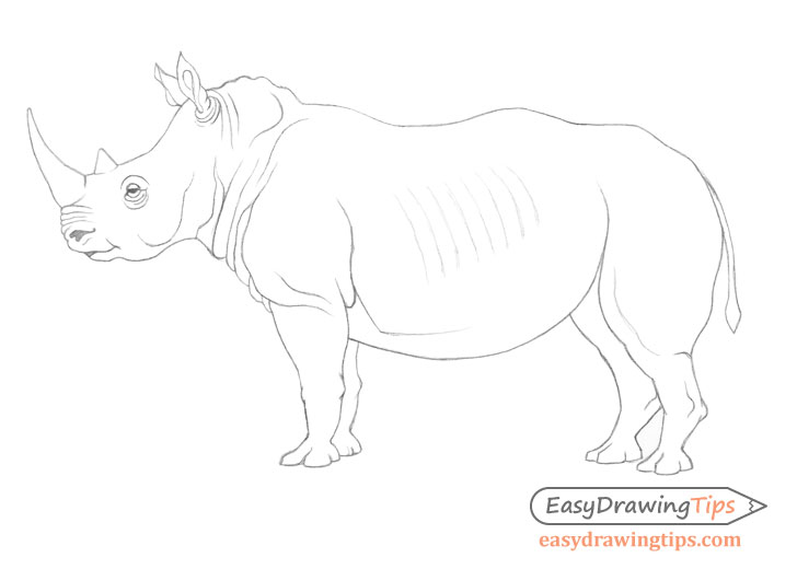 Rhinoceros Drawing Beautiful Art
