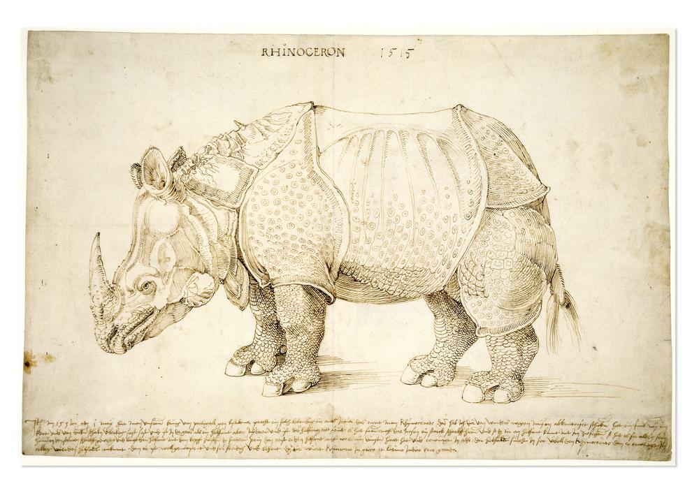 Rhinoceros Drawing Best