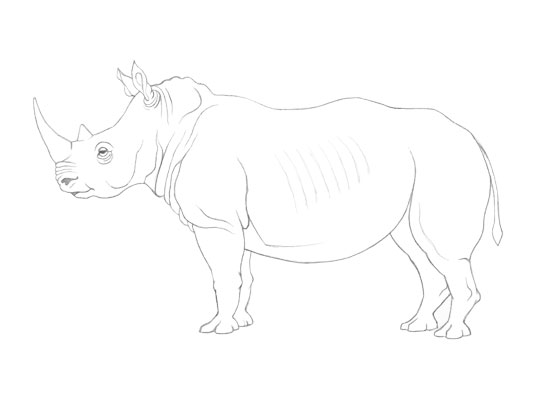 Rhinoceros Drawing High-Quality