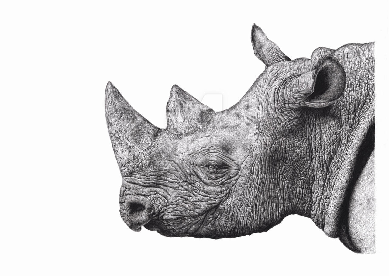 Rhinoceros Drawing Image