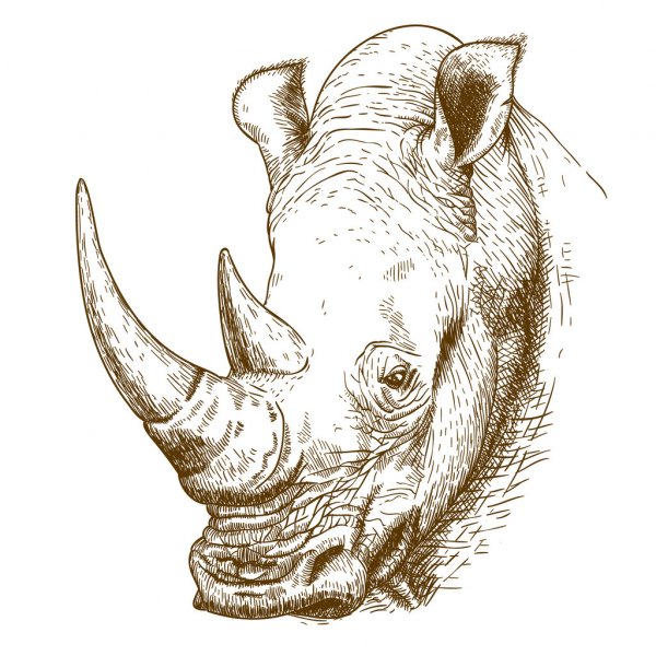 Rhinoceros Drawing Photo