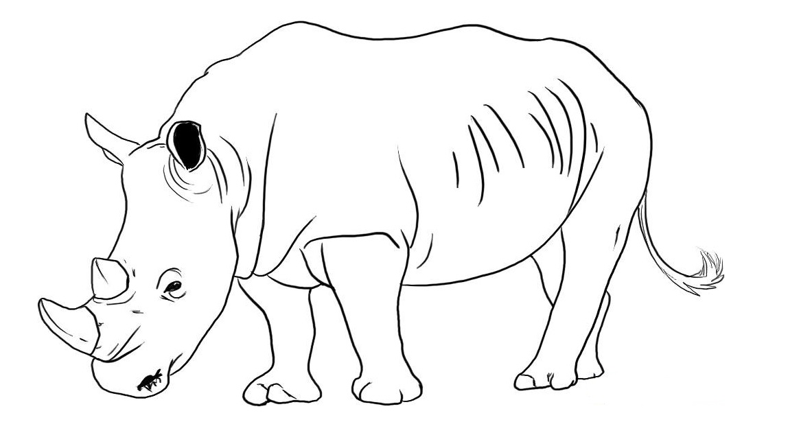 Rhinoceros Drawing Pics