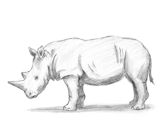 Rhinoceros Drawing Realistic