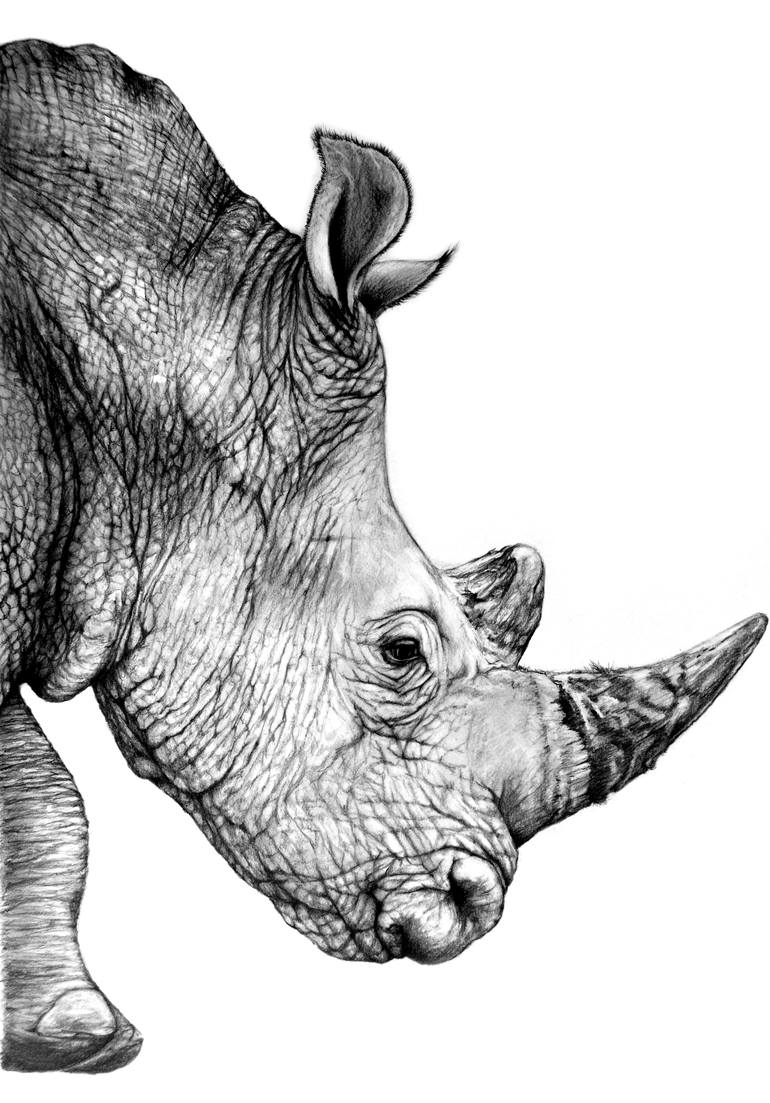 Rhinoceros Drawing Sketch