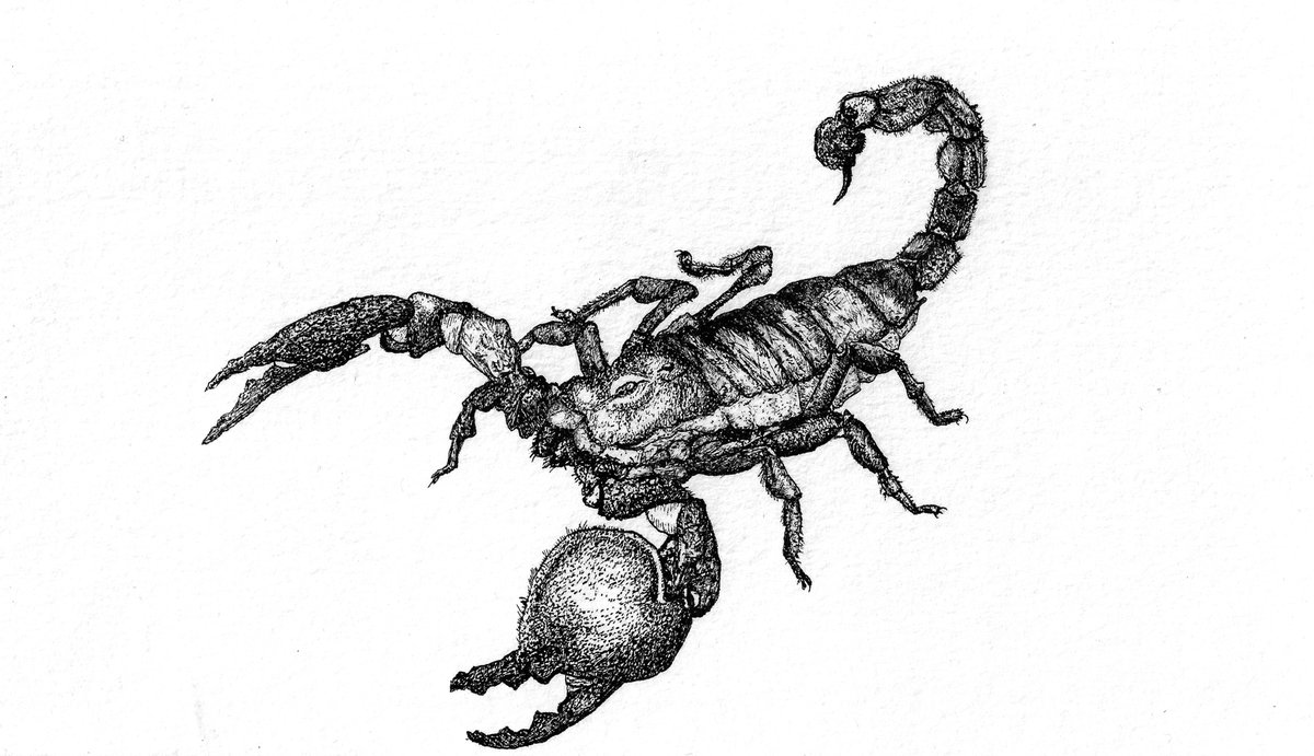 Scorpion Drawing Art