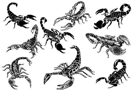Scorpion Drawing Beautiful Image