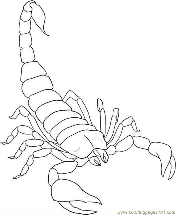 Scorpion Drawing Photo